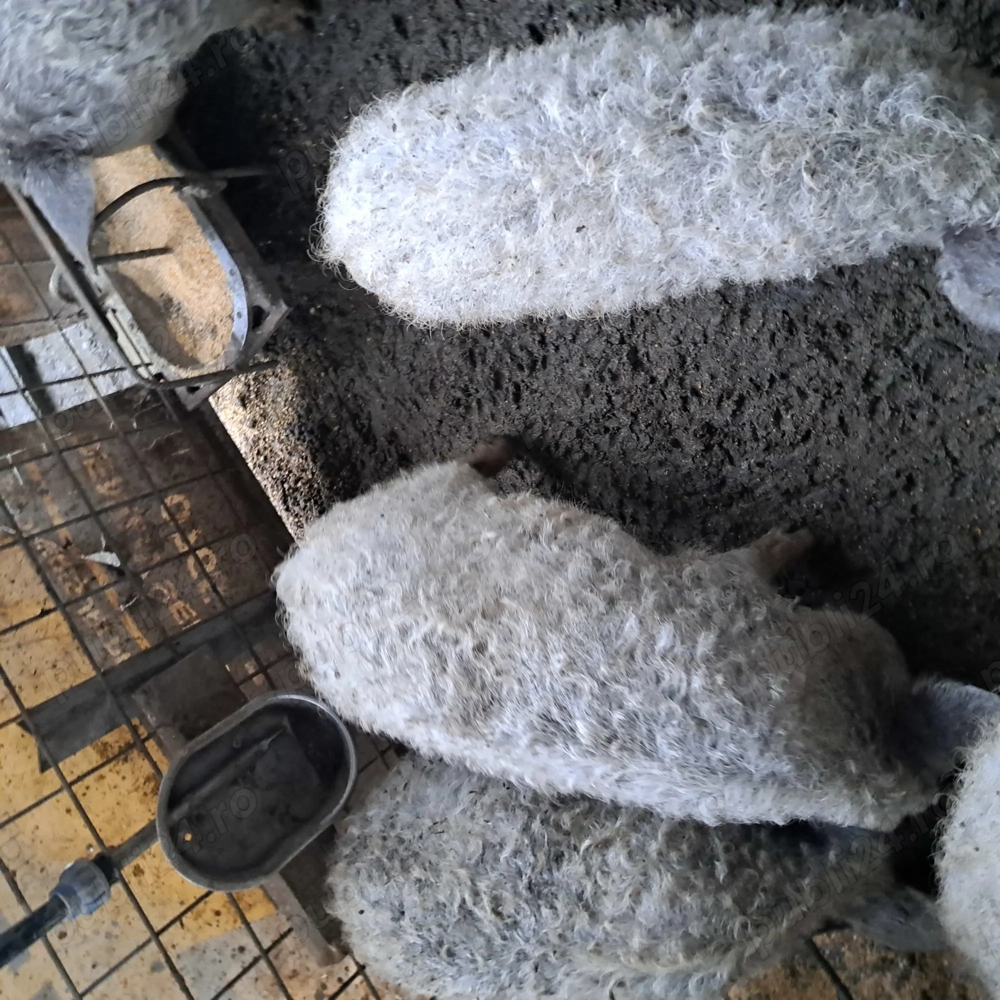 Mai sunt 3 scrofite mangalita disponibile în Mizil Prahova, 