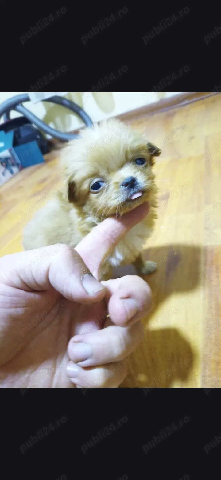 Pechinez fetiță caută căsuța   OFERTA PREȚ mic  