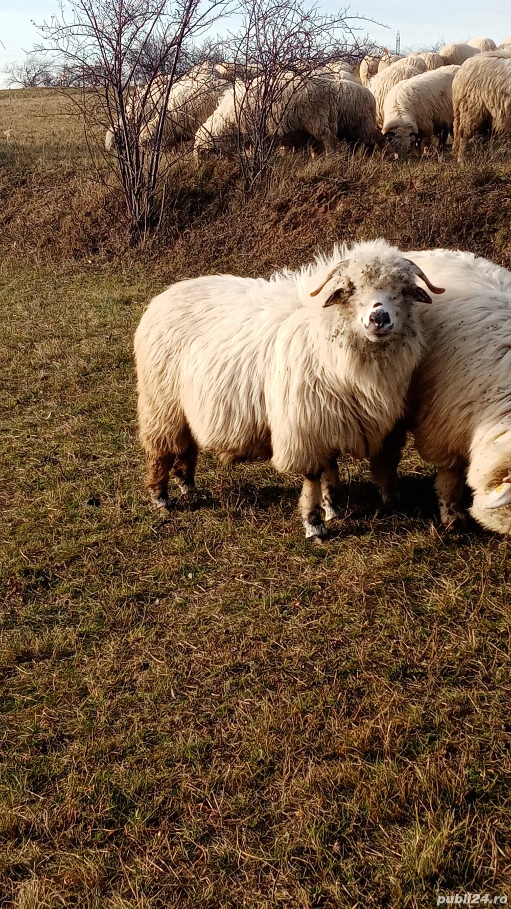 Vând oi bune de ținut
