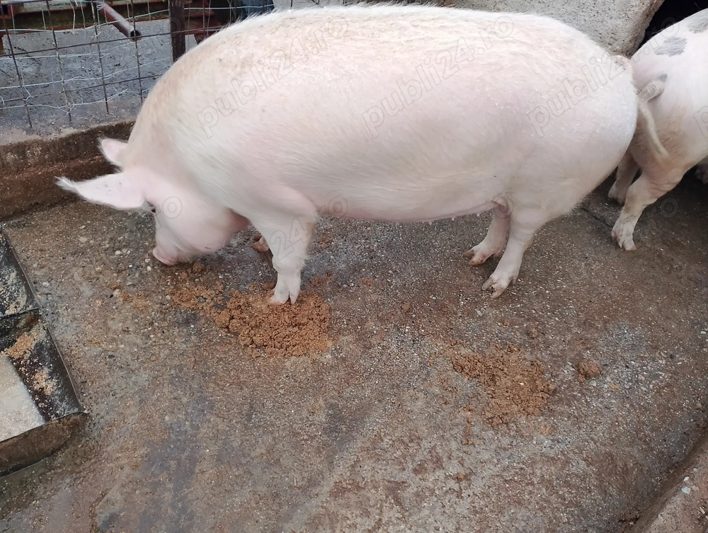 Vând porc de țară crescut natural 
