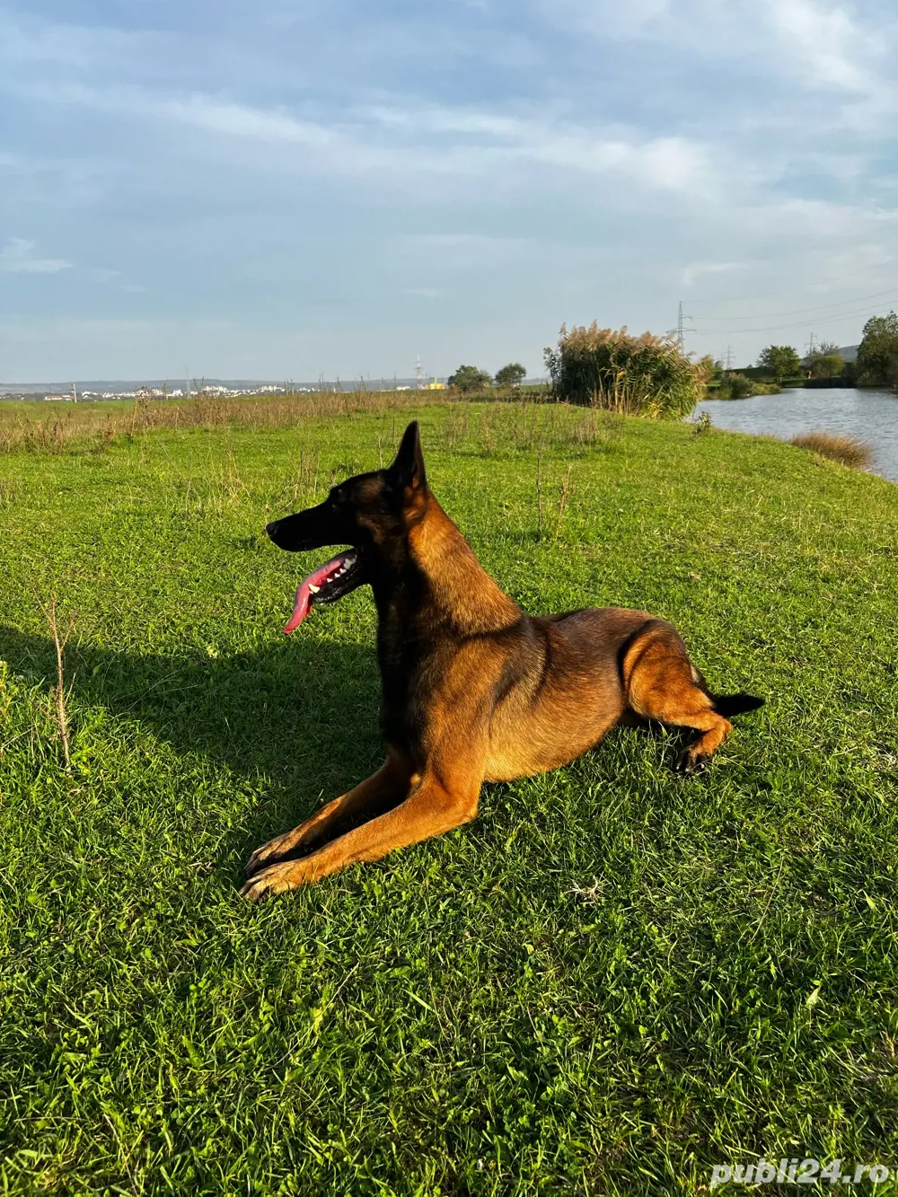 Pui din rasa Ciobanesc Belgian Malinois cu Pedigree tip A