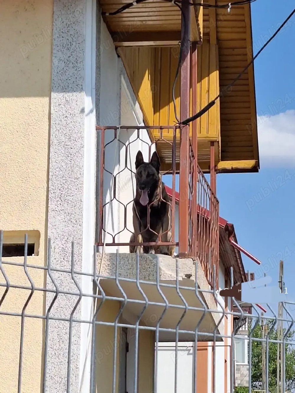 Căței de ciobanesc belgian