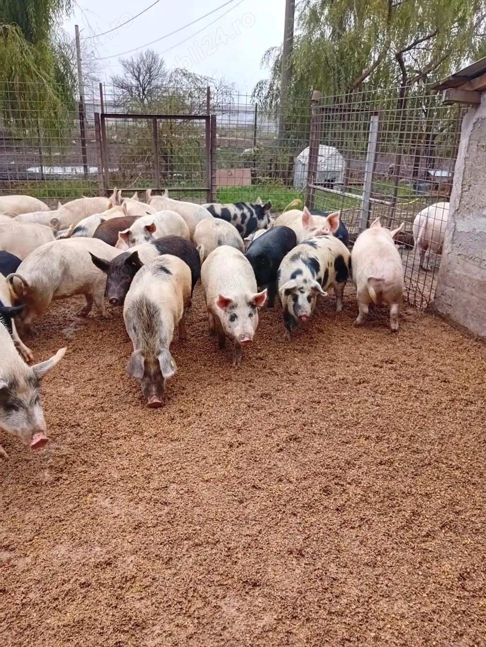 Porci de tara crescuti natural