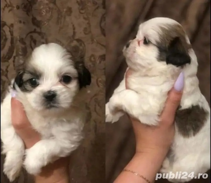 Bichon havanez mini toy 