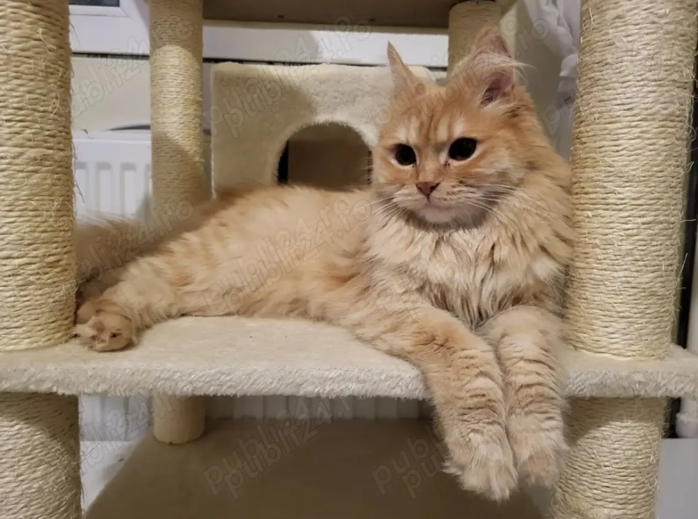 Pisica portocalie - Persana Garfield