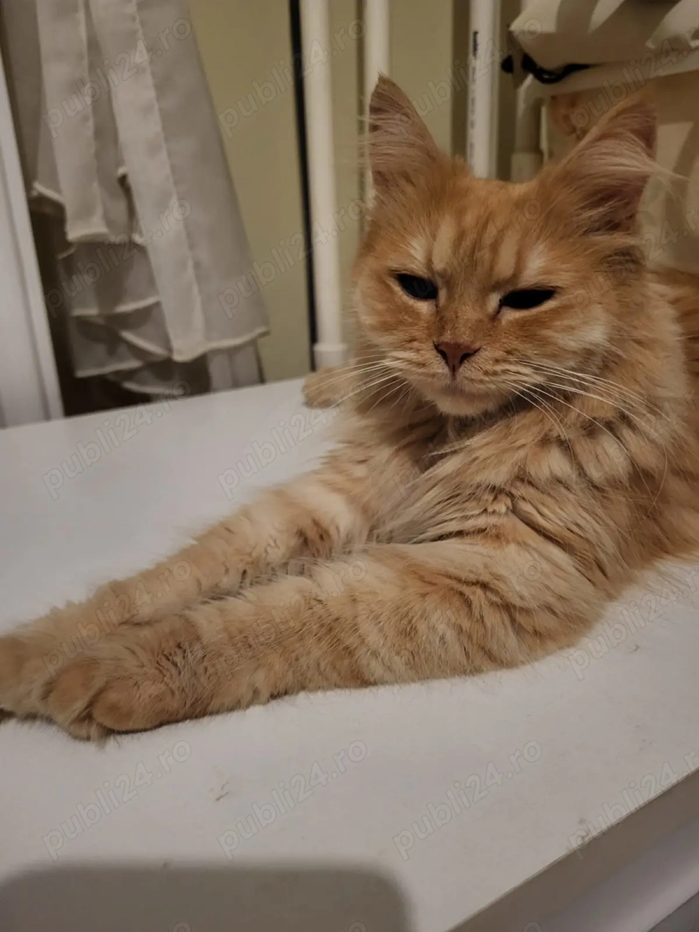 Pisica portocalie - persana  Garfield