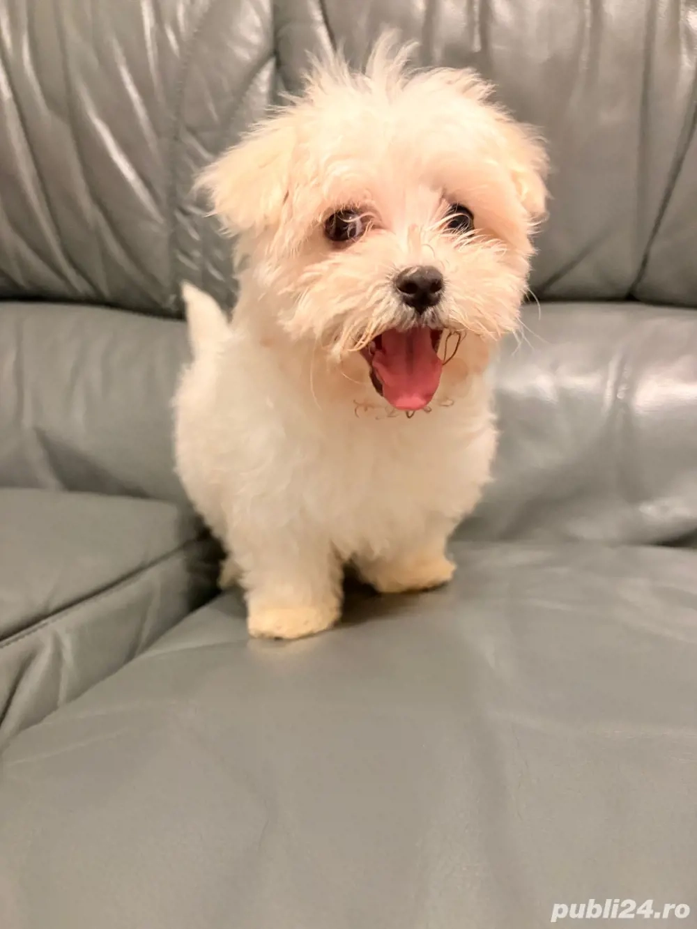 bichon maltez alb 2 luni 