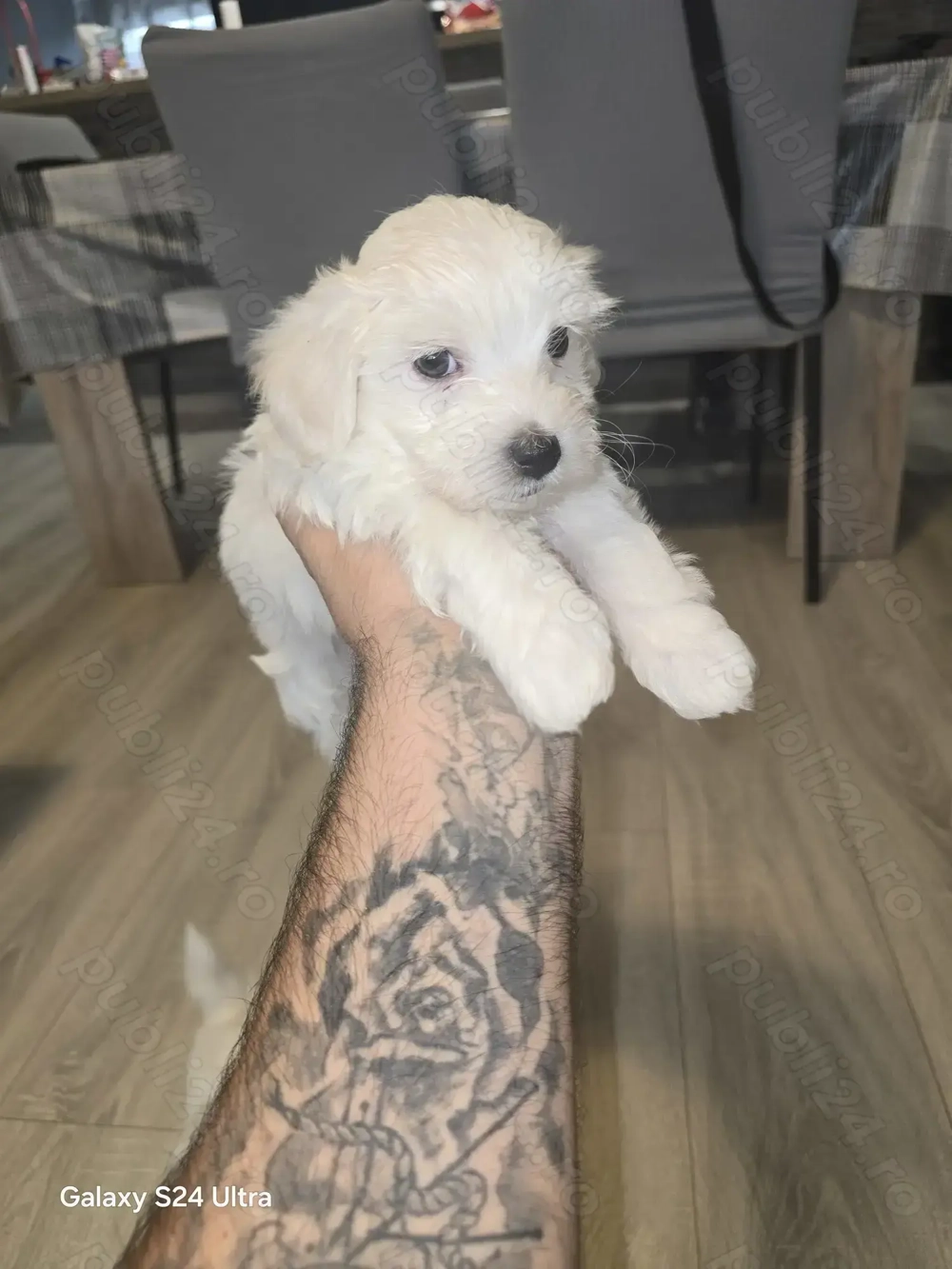 Bichon mini toy de vanzare 