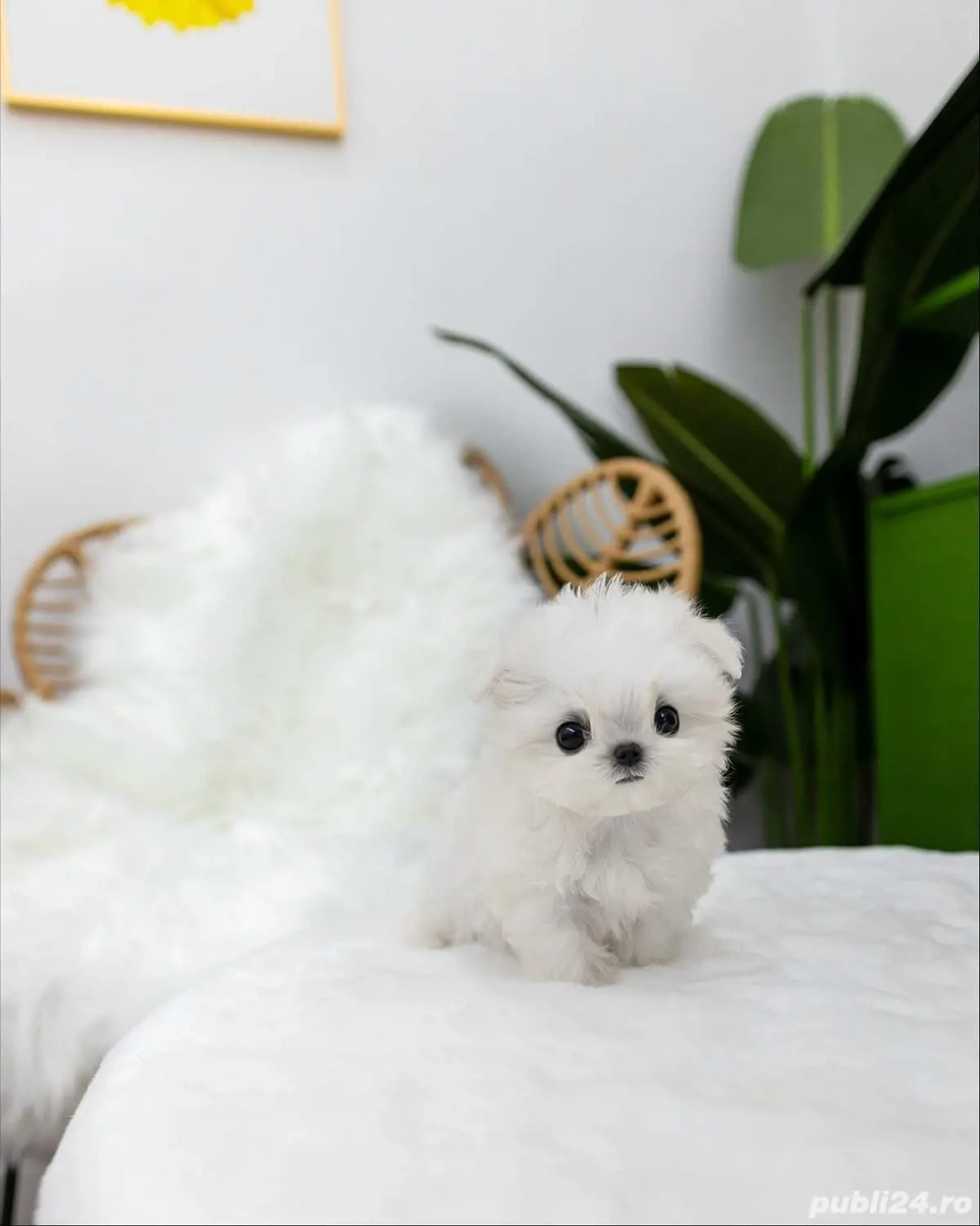 bichon maltez mini toy 
