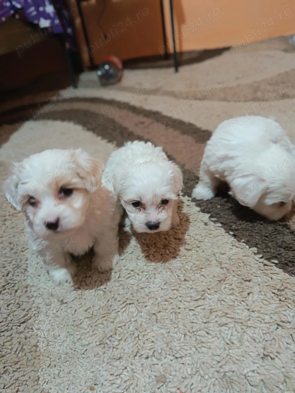 Vând căței bichoni maltez 