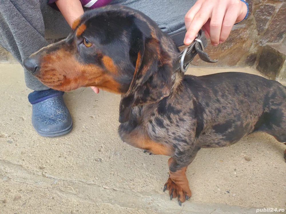 teckel mascul arlechin 