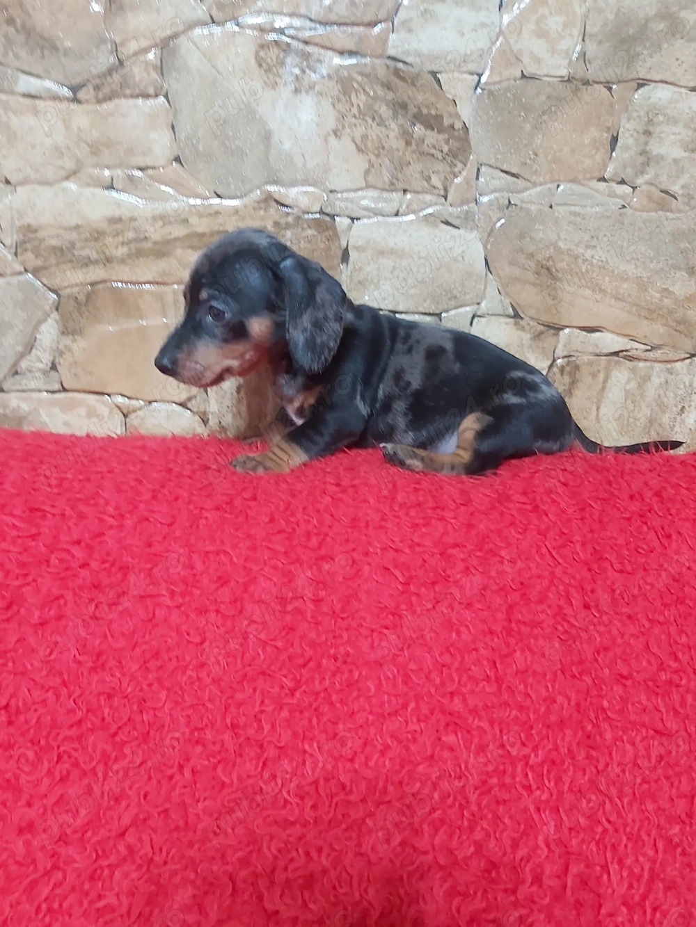 Pui Teckel Blue Merle