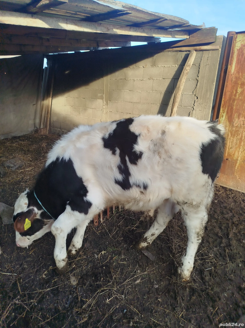 vitei crescuti in gospodarie