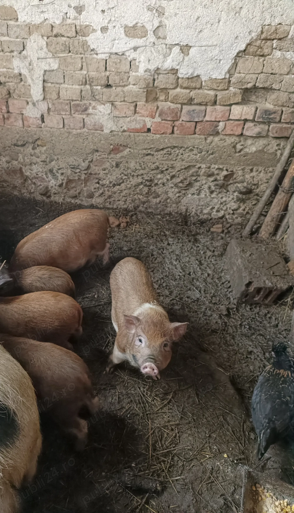 Purcei vietnamezi și porci de carne