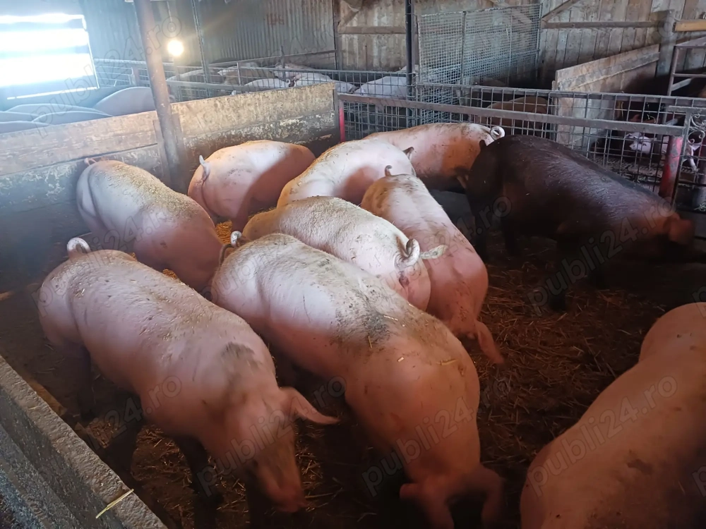 Porci de vânzare 15 lei kg