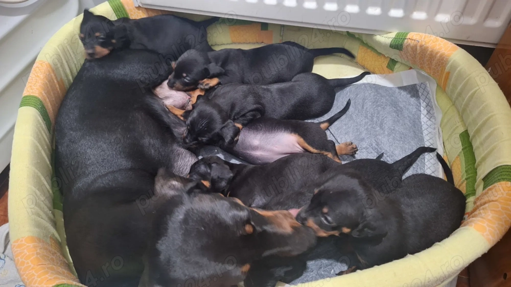 Vând pui de cățel teckel