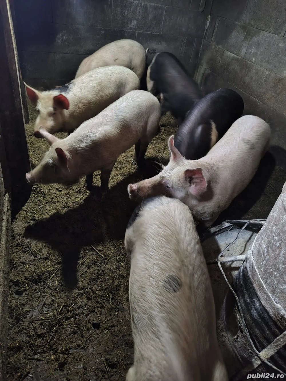 Vand purcei diferite marimi. tel:  