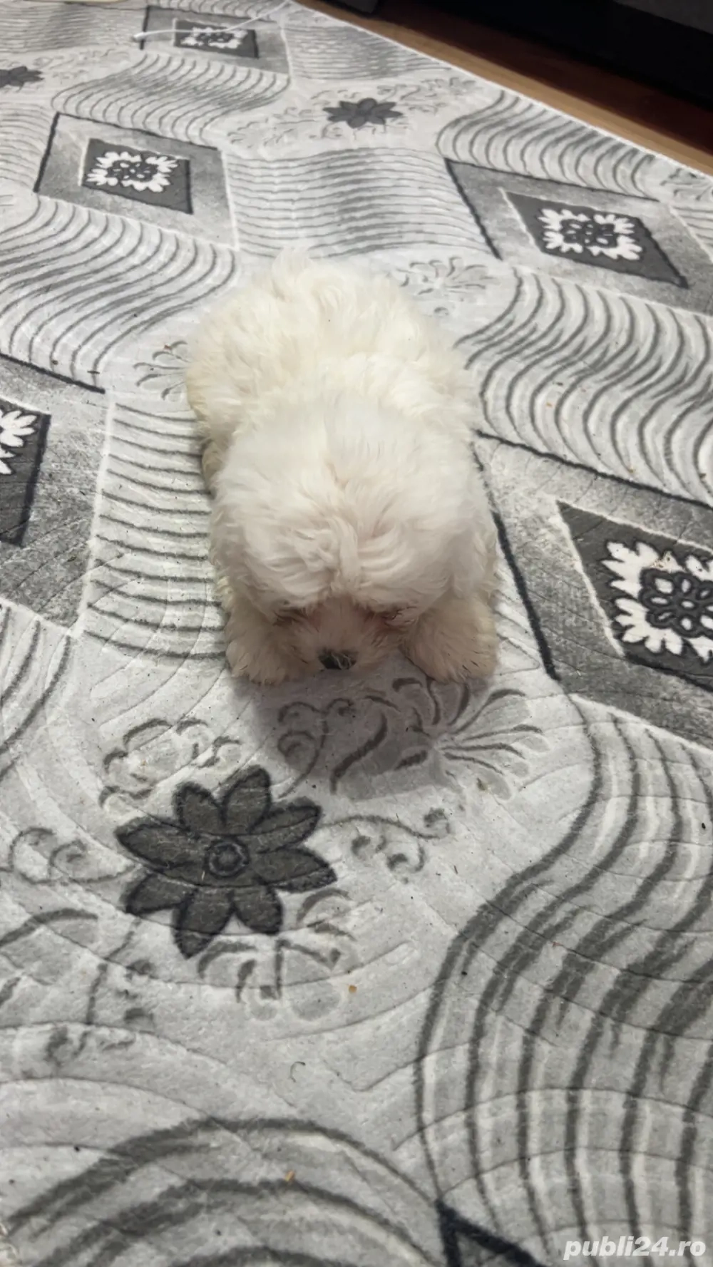 pui de bichon maltez