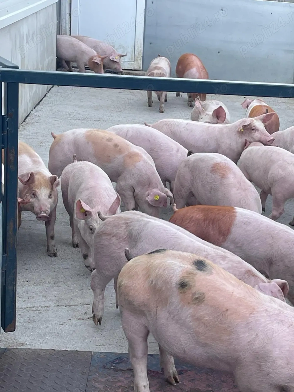 De vânzare grăsuni de la 25 la 50 kg.pretul este in funcție de mărime.