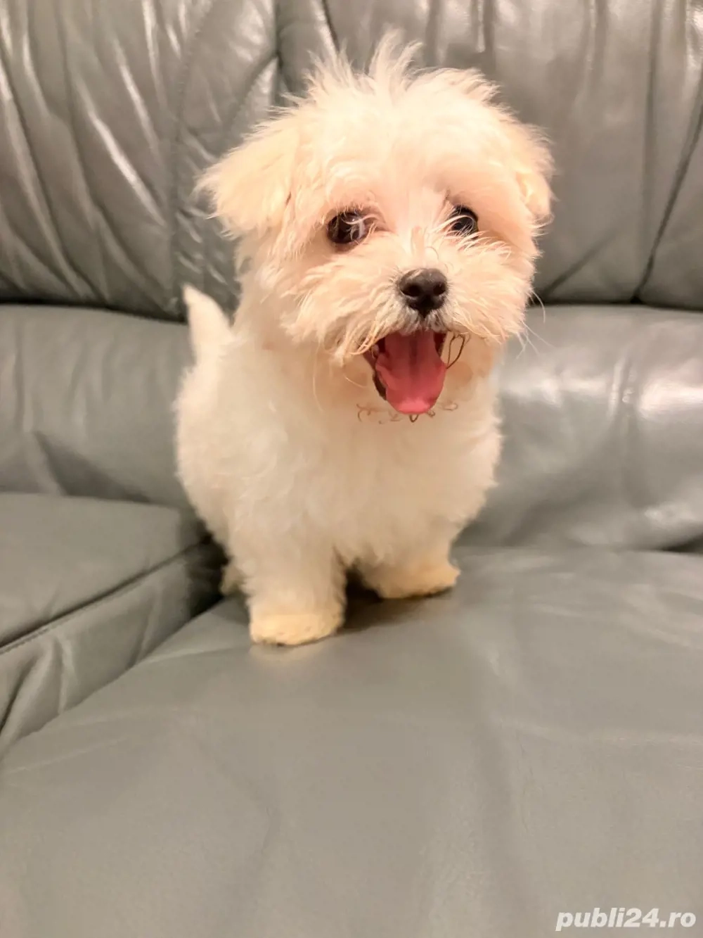 bichon maltez alb 2 luni