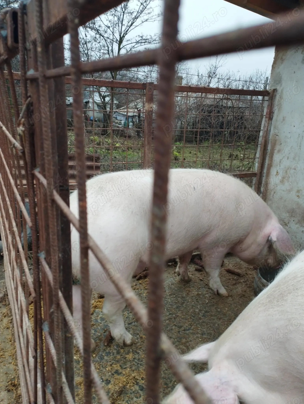 Vând porci 15 lei kg