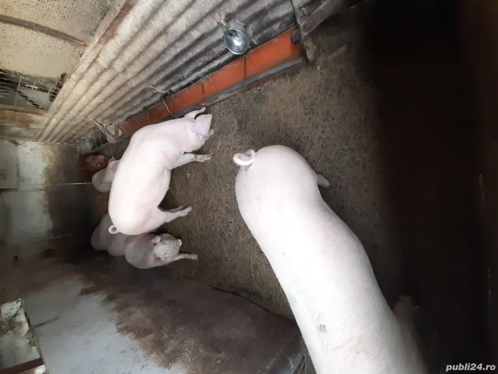 vand porc viu sau carcasa disponibila o jumate maine 19 dec.