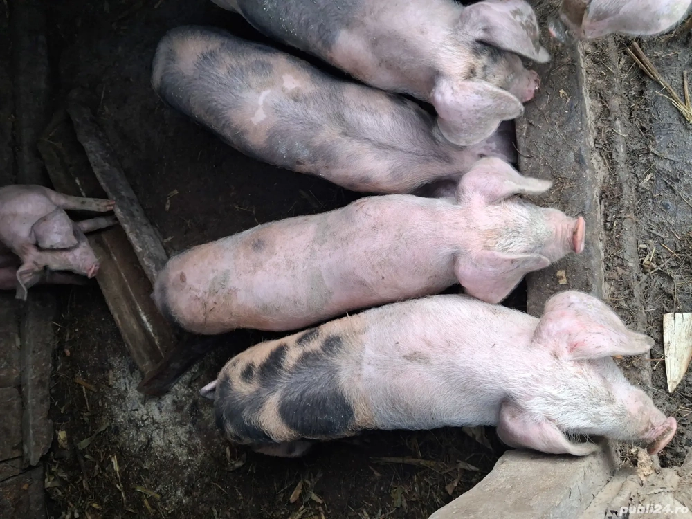 Vand purcei (10saptamani)