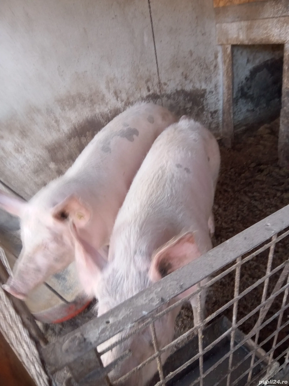 Trei purcele de vazare de 140,180 kilograme 