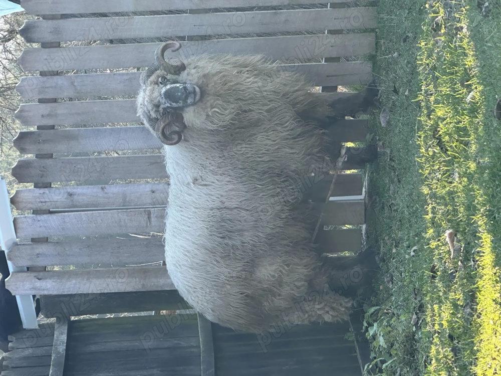 Berbec Țurcan de vânzare!