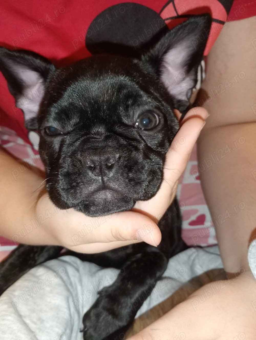 Bulldog francez fetițe 