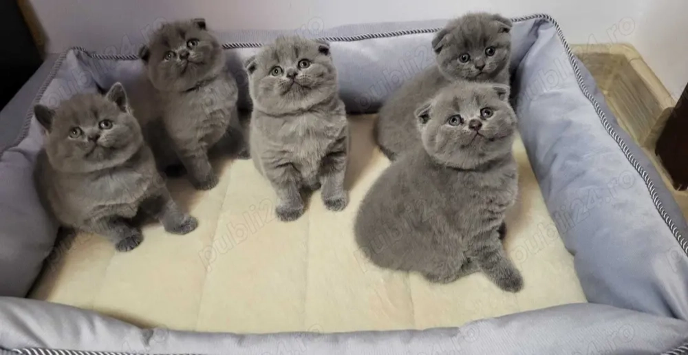 Ofertă! Pisoi British Shorthair Blue & Scottish Fold blânzi, deosebiți, disponibili imediat 