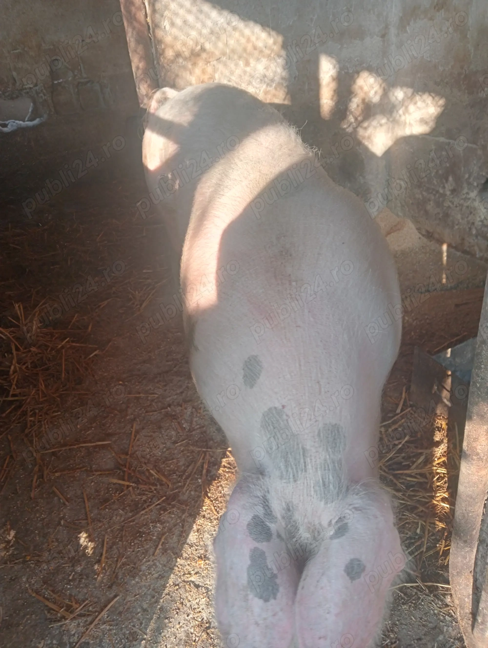 Ofertă purcea 130+kg.-1800 lei