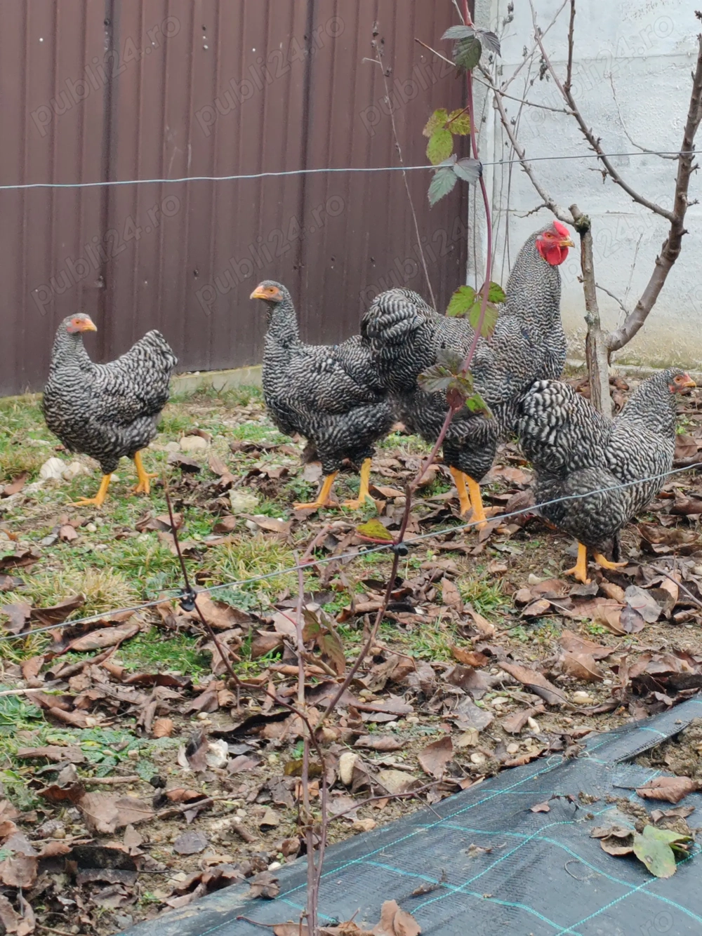 Familie wyandotte barat 2025 3+1