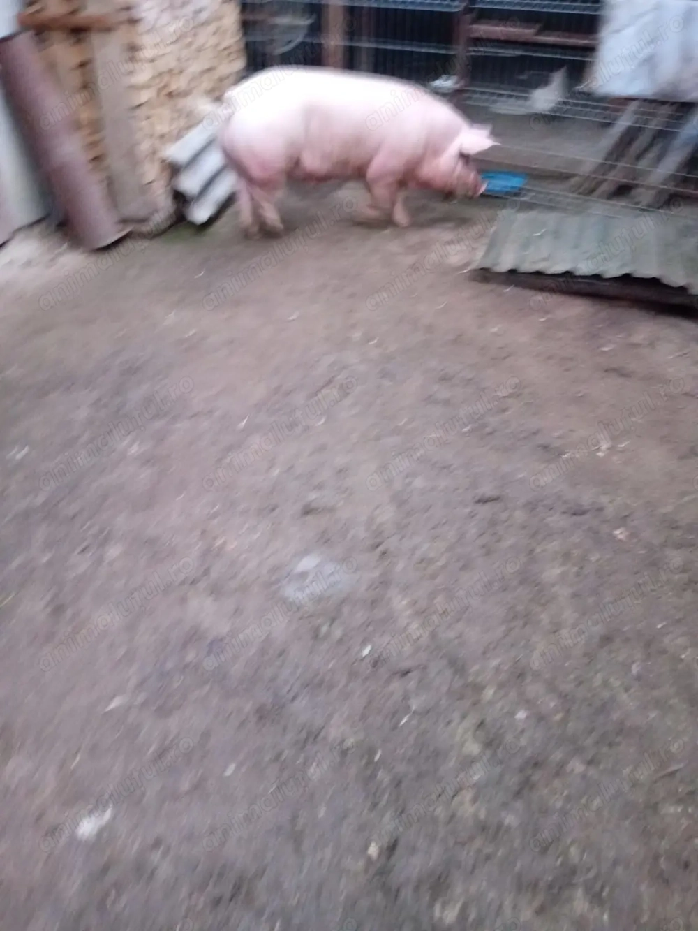 Vand porc de aproximativ 200 kg