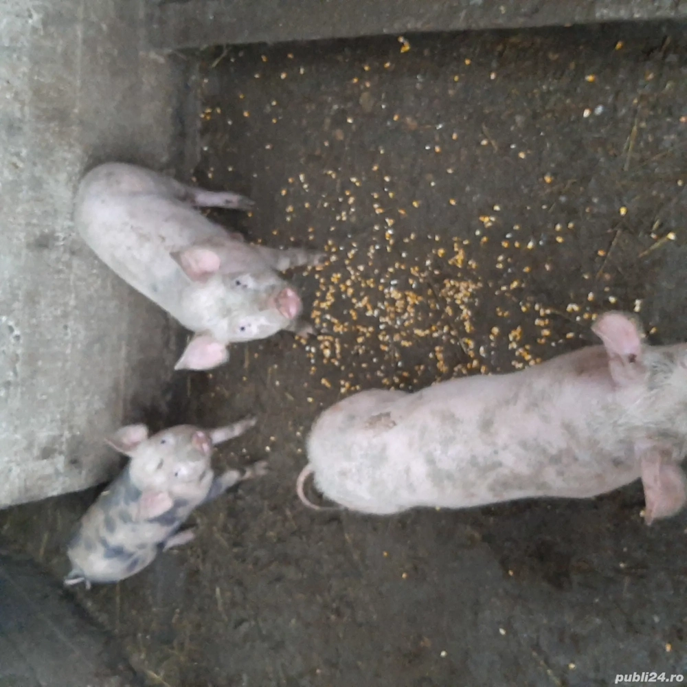 de vânzare 3 purcele