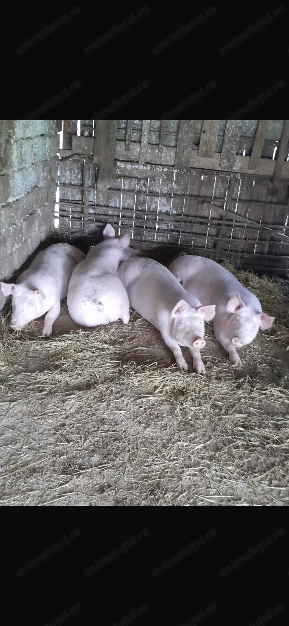 Vand porci slobozia arges 90-200kg 