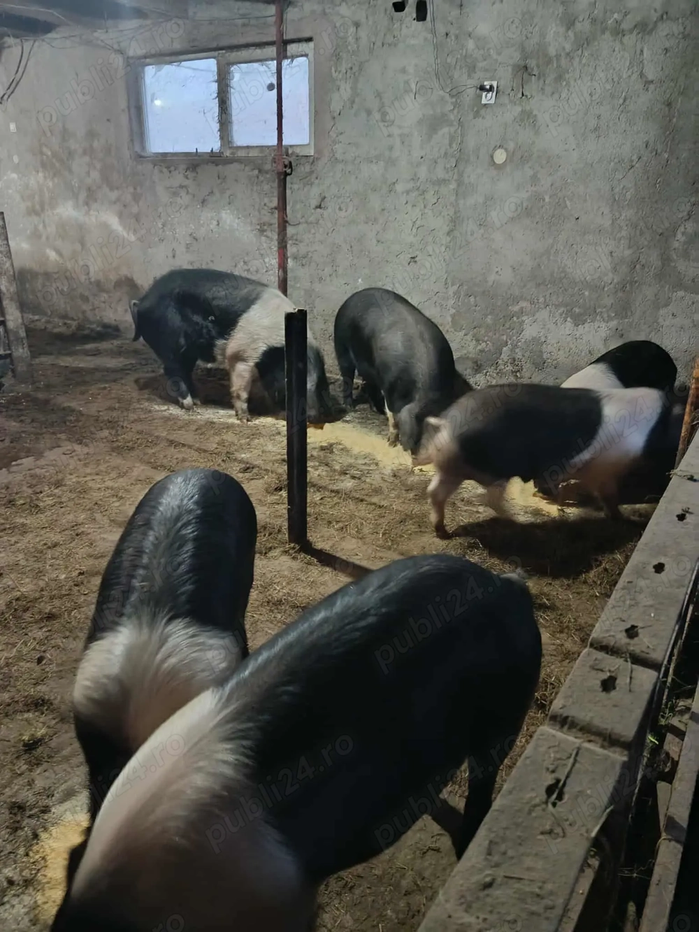 Vand porci 100-120kg