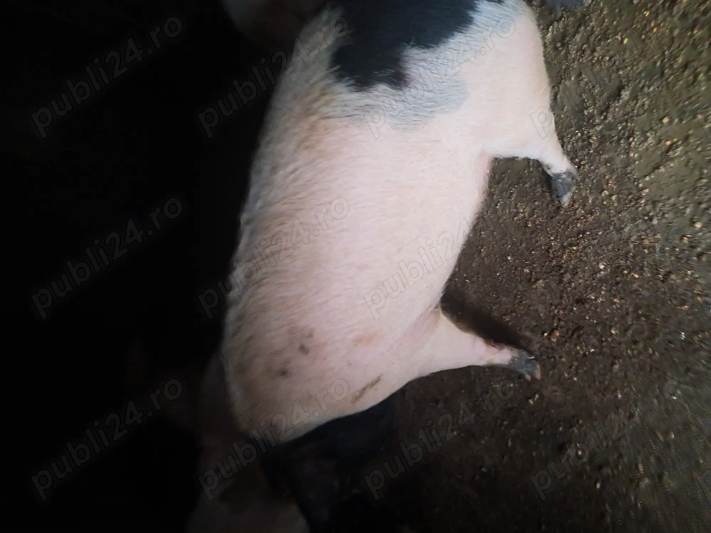 Vand porci 150 160 kg