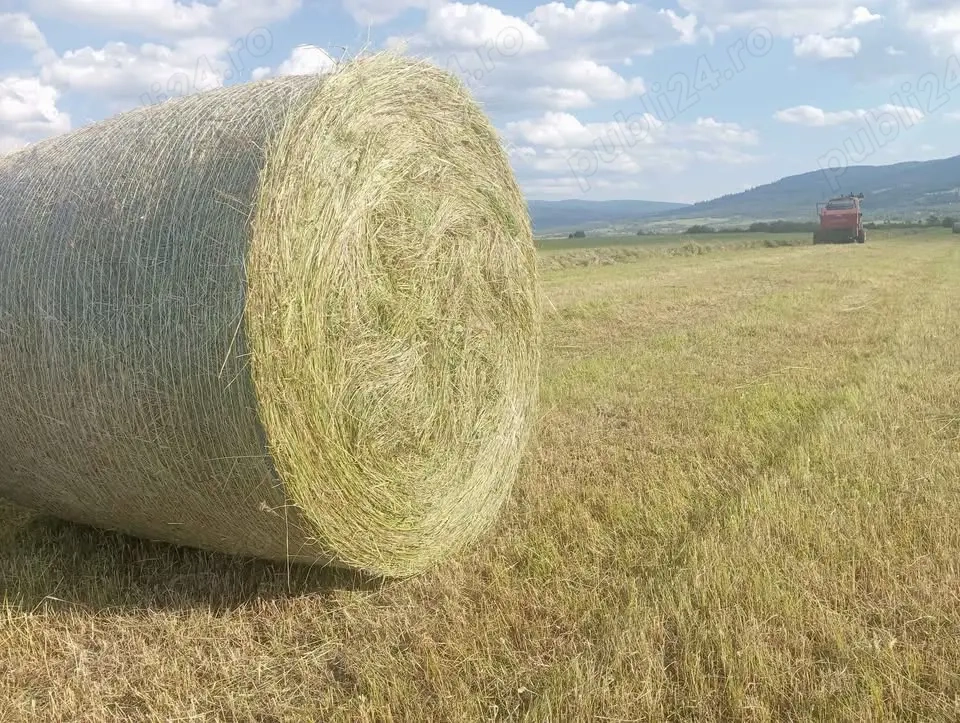 Baloți rotunzi otava de 120x120 qalitate 1, sub acoperis.