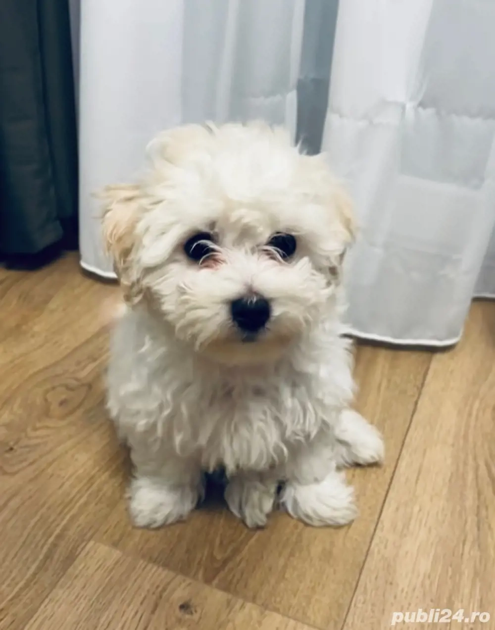 Puiut bishon talie mica 2 luni vaccinat si deparazitat