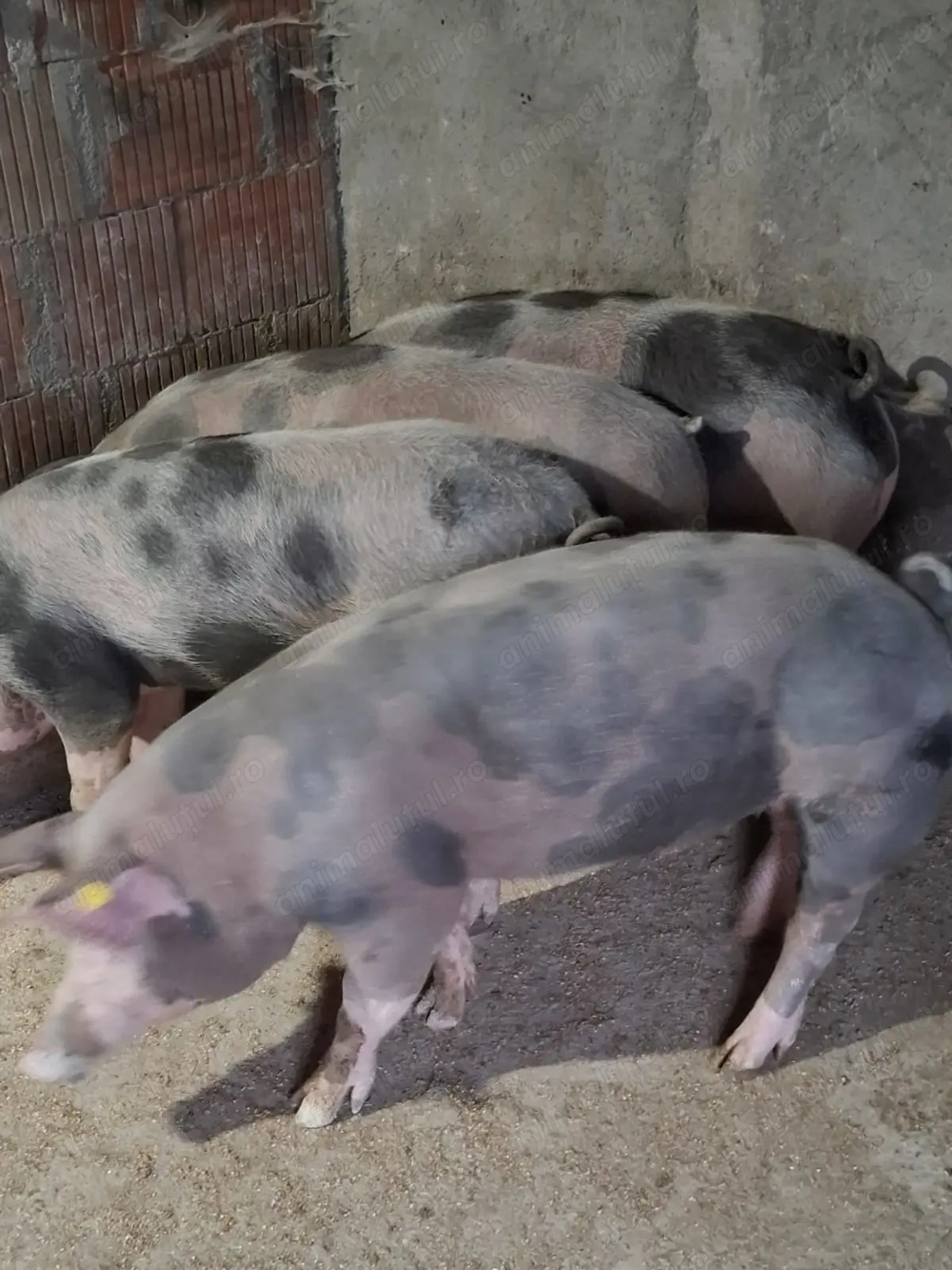 Vindem porci rasa de carne