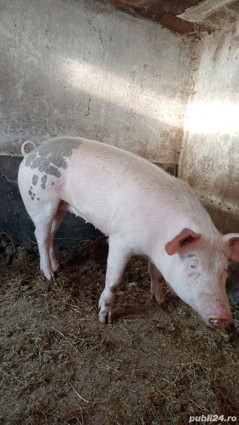 Porc de vanzare 100kg