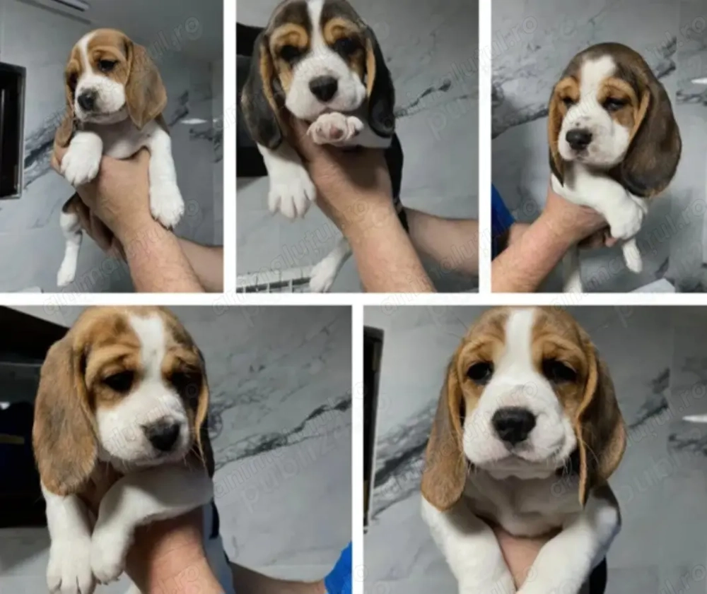 Beagle de vânzare 