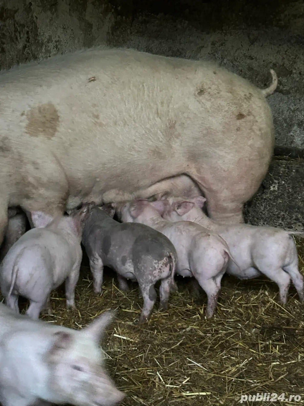 purcei pietrain de vanzare