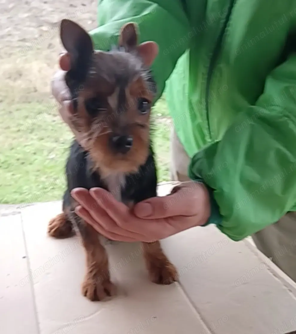 Australian Terrier de vânzare nu yorkshire terrier 