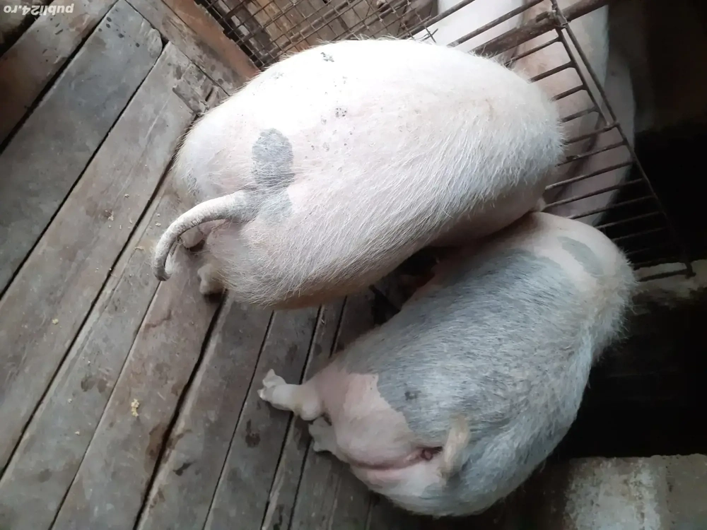 Porci crescuți în gospodărie proprie Dragodana 