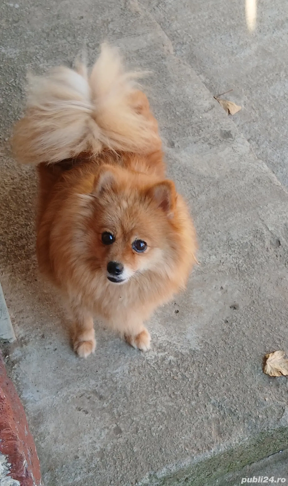 Dau spre vânzare cățelușă rasa pomeranian