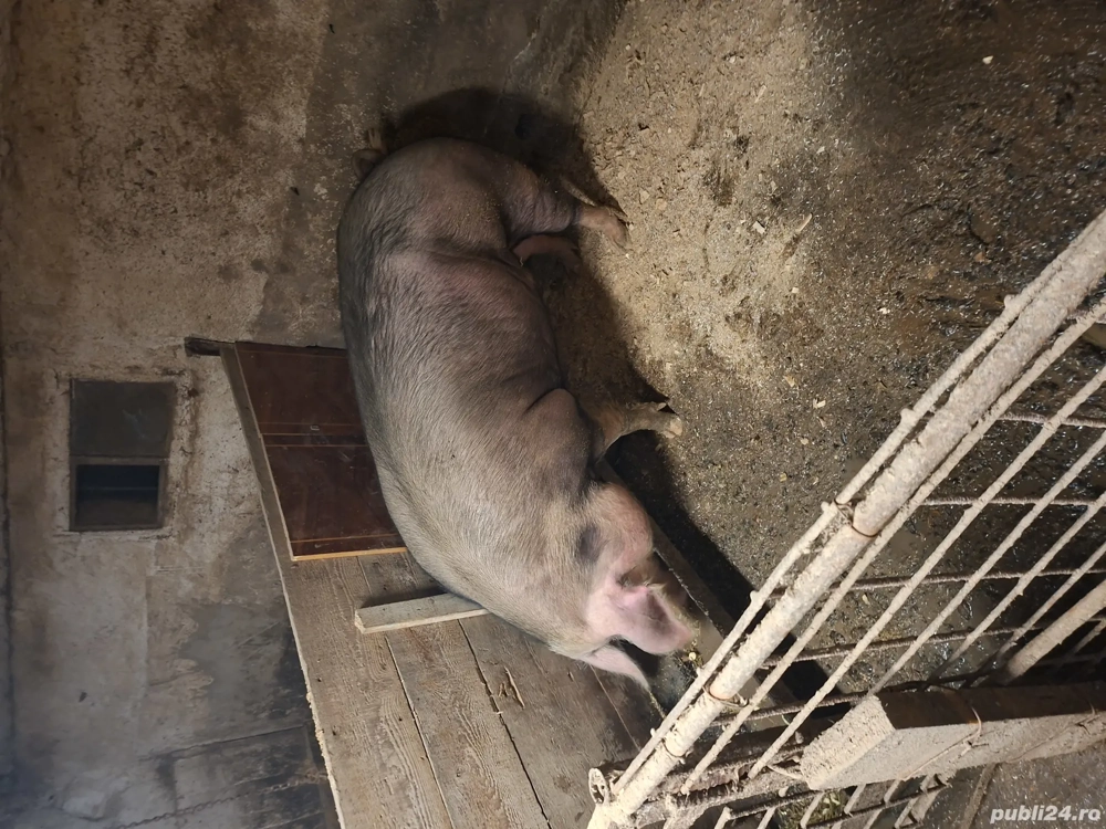 vand scroafa crescuta cu cereale peste 200 kg