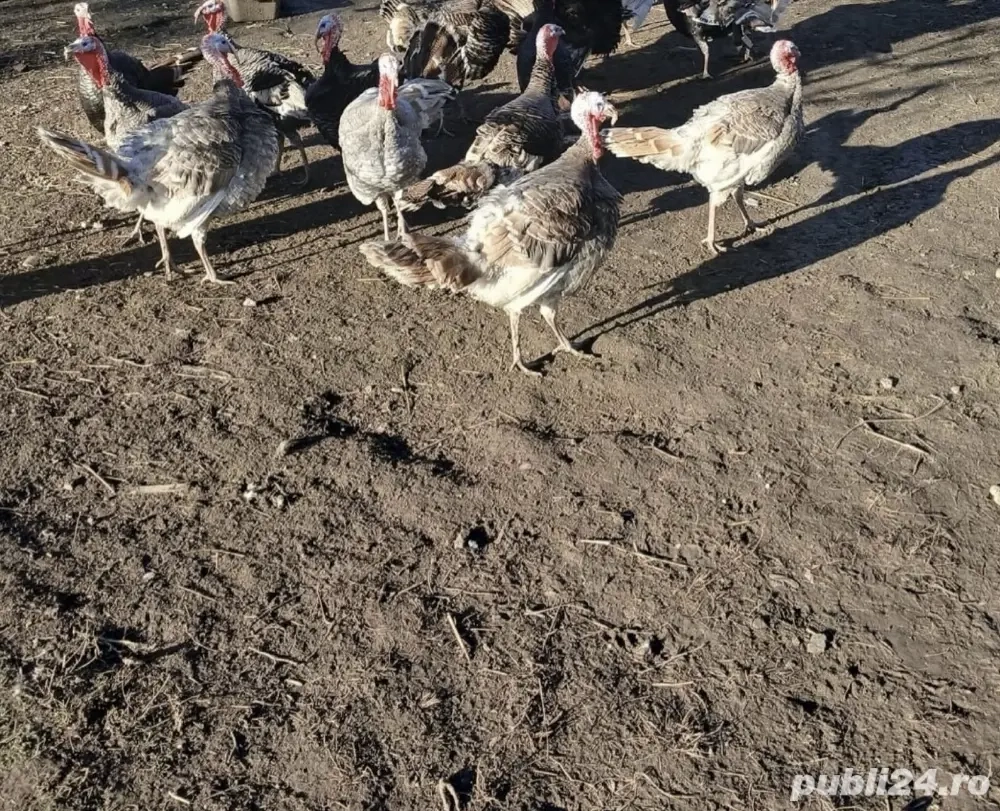 curcani si curci de vanzare 