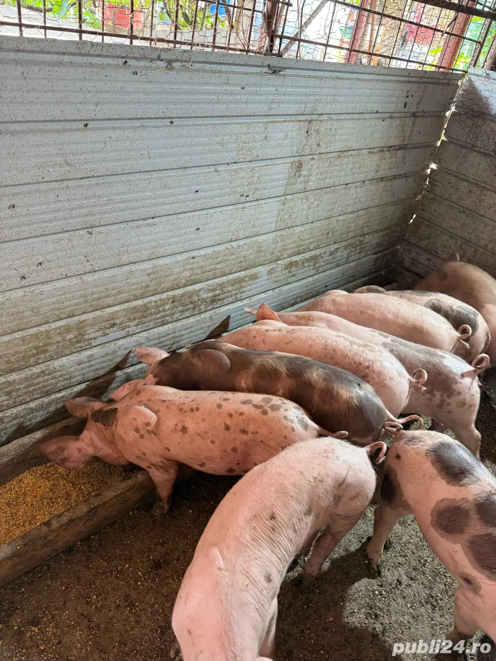 vand purcei si porc de taiat mare 